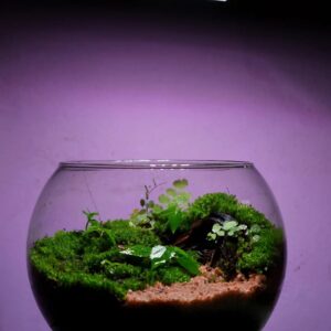terrarium model 1